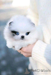 Photo №1.  - for sale in the city of Calgary | Is free | Announcement № 161130