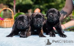 Photo №1. cane corso - for sale in the city of Amsterdam | 723$ | Announcement № 163874