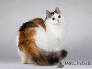 Photo №2 to announcement № 138656 for the sale of  - buy in Russian Federation private announcement