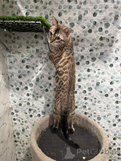Photo №2 to announcement № 152730 for the sale of bengal cat - buy in Switzerland private announcement