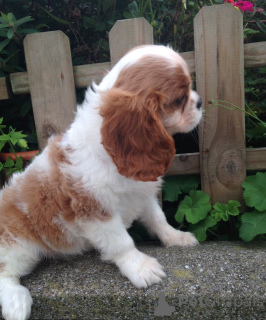 Photo №4. I will sell cavalier king charles spaniel in the city of Hudiksvall. private announcement, breeder - price - 1032$