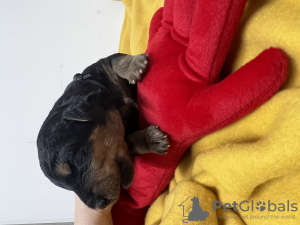 Photo №3. Puppies. Cyprus