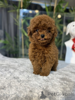 Photo №1. poodle (toy) - for sale in the city of Gijón | negotiated | Announcement № 163712