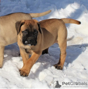 Photo №1. bullmastiff - for sale in the city of Berlin | Is free | Announcement № 95189