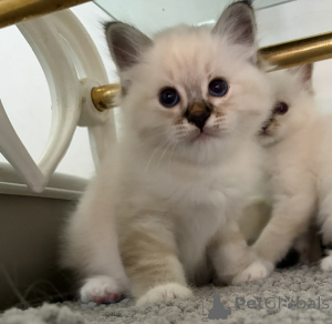 Photo №1. birman - for sale in the city of Paris | Is free | Announcement № 174049