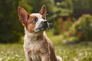 Photo №2 to announcement № 2921 for the sale of australian cattle dog - buy in Russian Federation from nursery