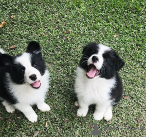 Photo №1. border collie - for sale in the city of Berlin | negotiated | Announcement № 175297