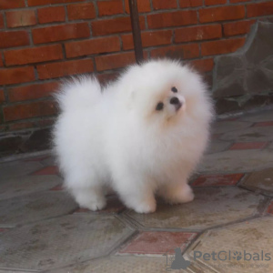 Additional photos: pomeranian