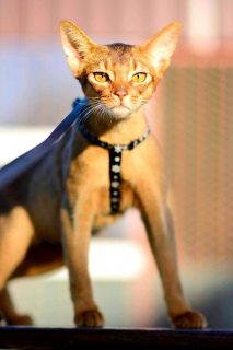 Photo №2 to announcement № 815 for the sale of abyssinian cat - buy in Belarus private announcement, from nursery, breeder