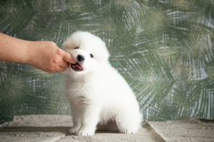 Photo №4. I will sell samoyed dog in the city of Surgut. from nursery - price - negotiated
