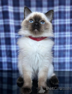 Photo №1. ragdoll - for sale in the city of ALAVUS | 361$ | Announcement № 155439