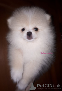 Photo №1. pomeranian - for sale in the city of Chelyabinsk | negotiated | Announcement № 9022