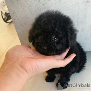 Photo №2 to announcement № 136132 for the sale of poodle (toy) - buy in United Arab Emirates private announcement