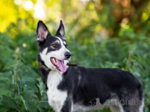 Photo №3. Young Altai is looking for a family.. Russian Federation