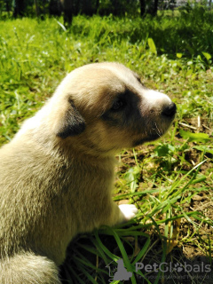 Photo №2 to announcement № 7308 for the sale of west siberian laika, labrador retriever - buy in Ukraine private announcement
