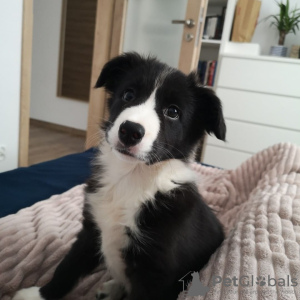 Photo №1. border collie - for sale in the city of Helsinki | 486$ | Announcement № 80555