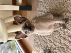 Photo №1. oriental shorthair - for sale in the city of Odessa | 1102$ | Announcement № 129437