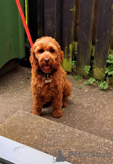 Photo №4. I will sell kavapu in the city of Донегол. private announcement - price - 471$