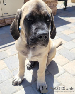 Photo №1. english mastiff - for sale in the city of Братислава | 475$ | Announcement № 118217