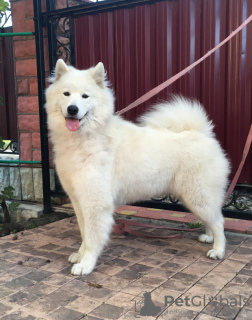 Photo №2 to announcement № 40115 for the sale of samoyed dog - buy in Moldova breeder