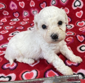Photo №1. bichon frise - for sale in the city of Charleroi | 160$ | Announcement № 75560