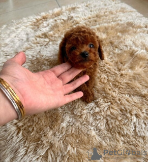 Photo №3. Cute Toy Poodle Puppies for Sale. Germany