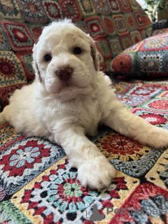 Additional photos: Lagotto Romagnolo puppies