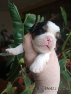 Photo №2 to announcement № 137095 for the sale of cavalier king charles spaniel - buy in Luxembourg private announcement, breeder