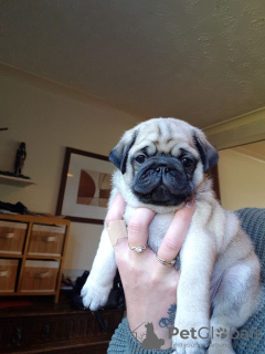 Photo №2 to announcement № 44313 for the sale of pug - buy in United States private announcement