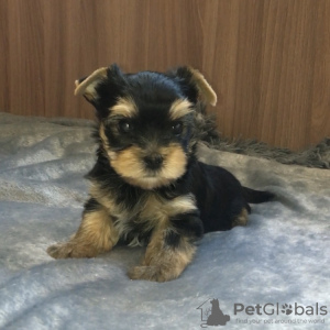 Photo №2 to announcement № 11259 for the sale of yorkshire terrier - buy in Russian Federation breeder