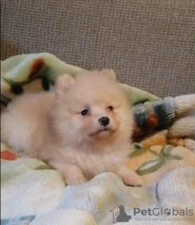 Photo №3. Spitz puppies. Belarus