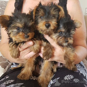 Photo №3. Yorkshire Terrier Puppies. Denmark