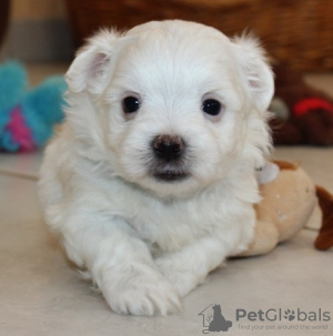 Photo №1. maltese dog - for sale in the city of Strasbourg | 371$ | Announcement № 107573