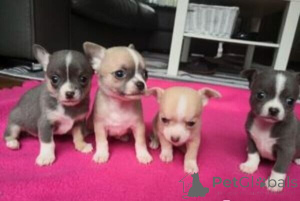 Photo №1. chihuahua - for sale in the city of Nuremberg | 424$ | Announcement № 149685