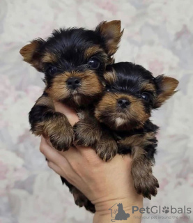 Photo №1. yorkshire terrier - for sale in the city of Lazise | 370$ | Announcement № 81113