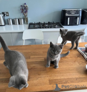 Photo №3. Exotic British Shorthair Kittens 100% Health Guarantee TICA Reg. United Kingdom