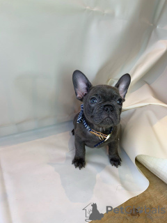 Photo №2 to announcement № 115814 for the sale of french bulldog - buy in Germany private announcement