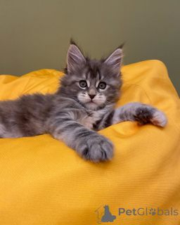 Photo №3. Purebred Maine Coon Kitten with Stunning Features!. Germany