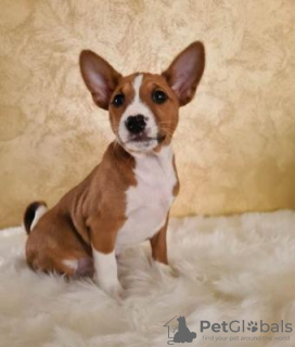 Photo №1. basenji - for sale in the city of Афины | 317$ | Announcement № 98646