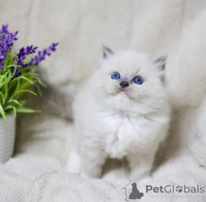 Photo №1. ragdoll - for sale in the city of Pritzwalk | 361$ | Announcement № 177605