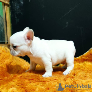 Photo №1. french bulldog - for sale in the city of Munich | Is free | Announcement № 16200