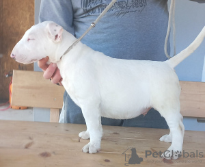 Photo №2 to announcement № 100426 for the sale of bull terrier - buy in Serbia breeder