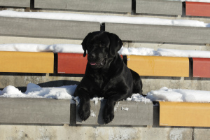 Additional photos: Labrador Retriever Puppy, American Bloodline