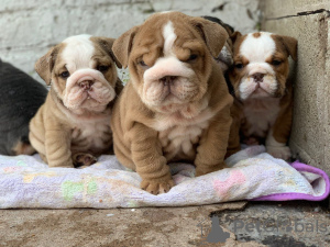 Photo №4. I will sell english bulldog in the city of Berlin. private announcement - price - 317$