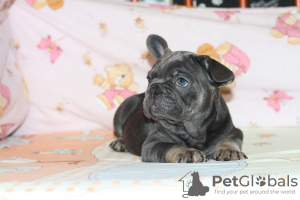 Photo №4. I will sell french bulldog in the city of Kiev. breeder - price - 2444$