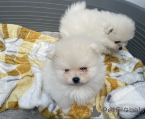 Photo №2 to announcement № 101839 for the sale of pomeranian - buy in United States private announcement