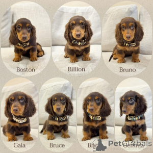 Photo №1. dachshund - for sale in the city of Milan | negotiated | Announcement № 158389