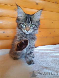 Photo №4. I will sell maine coon in the city of Kharkov. from nursery - price - 477$