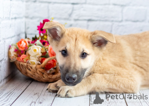Photo №1. non-pedigree dogs - for sale in the city of Moscow river | Is free | Announcement № 165871