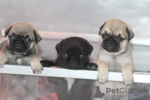 Photo №1. pug - for sale in the city of Duisburg | 581$ | Announcement № 127118